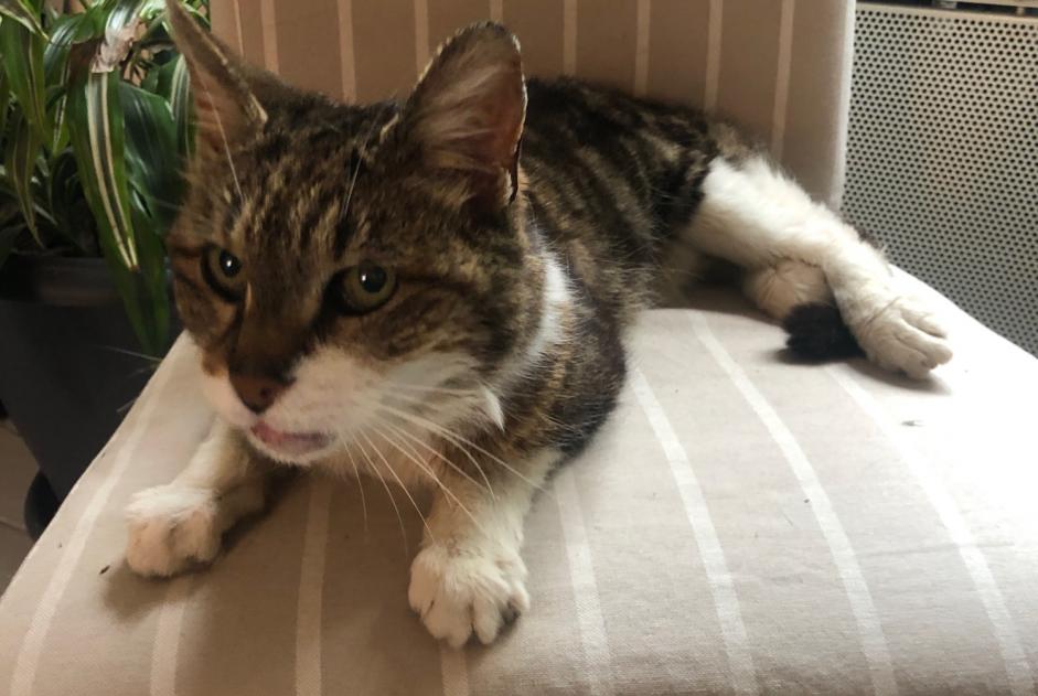 Alerte Découverte Chat Femelle Vernou-sur-Brenne France