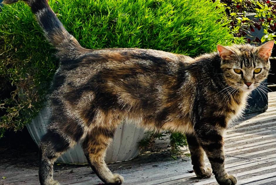 Alerte Découverte Chat croisement Inconnu Fontenay-sur-Eure France