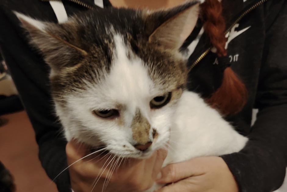 Alerte Découverte Chat Femelle Morogues France